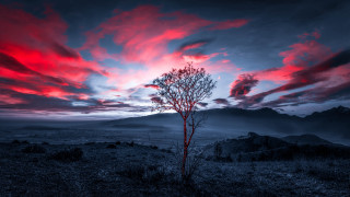 Lone tree mountain horizon mystical - a lone tree in a field free wallpaper for desktop