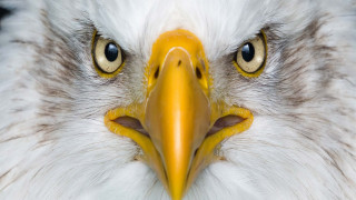 Bald eagle closeup yellow beak - sharp focus free wallpaper