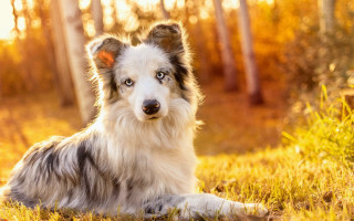 Dog grass woods autumn sunbeam - the background and a sunbeam in the foreground free wallpaper