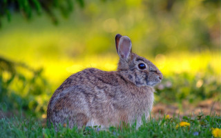 Rabbit grass flower bokeh nature - a rabbit free wallpaper