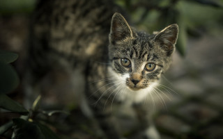 Cat grass leaves bokeh blurry - the camera free wallpaper for desktop