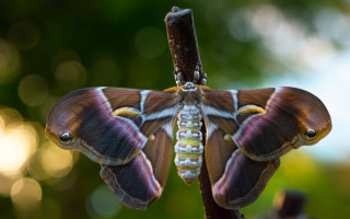 Butterfly branch bokeh macro 3d - butterfly free wallpaper