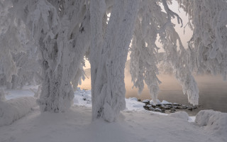 Snowy trees water boat mountain - a boat in the distance free wallpaper