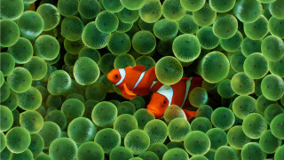 Clown fish hiding green sea - a clown fish free wallpaper for desktop