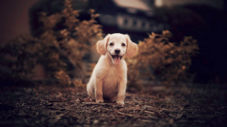 Puppy field tongue open background - his eye free wallpaper