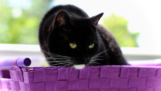 Black cat purple basket green - a black cat free wallpaper for desktop