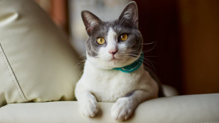 Black cat couch yellow eyes 2 - a collar free wallpaper for desktop