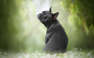 Black dog sitting in grass - a black dog free wallpaper