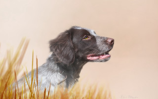 Dog sky tongue tallgrass digitalpainting - his tongue free wallpaper