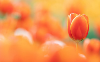 Orange tulip field blurry background - orange flower free wallpaper