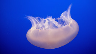 Jellyfish blue background bubbles outdoors - jellyfish free wallpaper