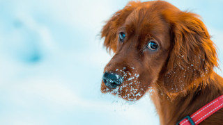 Dog redcollar blueeye snow nose - a red collar free wallpaper