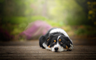 Dog forest wooden floor blurry - a blurry background of trees free wallpaper for desktop