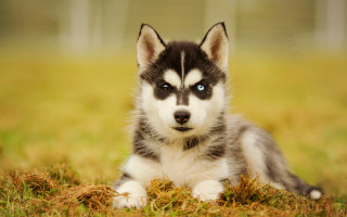 Husky puppy blue eyes sad - husky free wallpaper