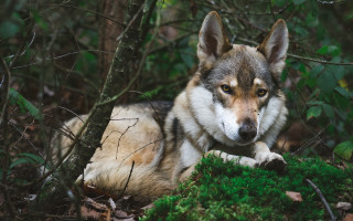 Wolf moss woods sad nature - a sad look free wallpaper