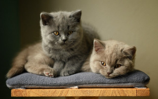 Two cats grey brown blanket - light free wallpaper