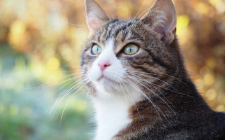 Cat whiskers blurry background shiba - dof free wallpaper