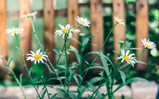 Daisy vase outdoor blurry bokeh - daisy free wallpaper