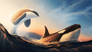 Dolphins birds ocean beach sunset - above them free wallpaper for desktop