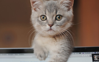 Curious white cat on laptop - curious free wallpaper