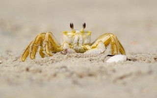 Crab beach sand shells macro - aquirax uno free wallpaper