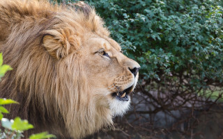Lion mane bush trees open - a long mane free wallpaper