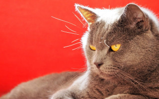 Cat yellow eyes red background 2 - a red wall behind free wallpaper