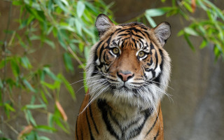 Tiger forest rocks leaves bamboo - a tiger free wallpaper for desktop