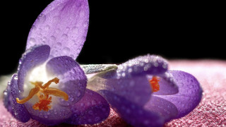 Purple flowers water droplets macro 2 - two purple flower free wallpaper