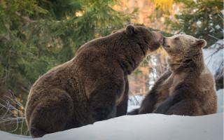 Bears snow touching face wildlife - two bear free wallpaper