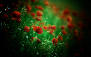 Red flowers green grass blurry 2 - impressionist painting free wallpaper