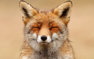 Fox closed eyes blurred background - a close up of a fox free wallpaper