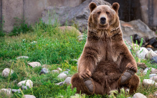 Brown bear grassy rocks building - rock and grass free wallpaper