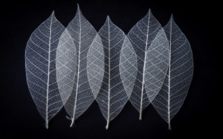 White leaves black background umbrella - a black background behind them free wallpaper