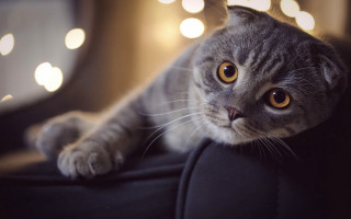 Cat couch light blurry eyes - the wall behind free wallpaper