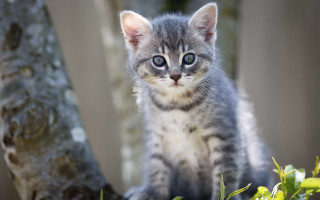 Small kitten on tree branch - top of a tree branch next free wallpaper