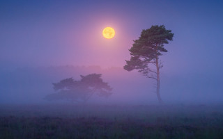 Foggy field tree full moon - a foggy field free wallpaper