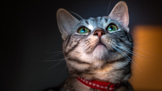 White cat blue eyes macro - its eye wide open free wallpaper for desktop