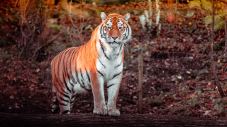 Tiger forest fence autumn leaves - in a forest free wallpaper