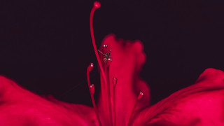 Red flower black background white 2 - elsa bleda free wallpaper