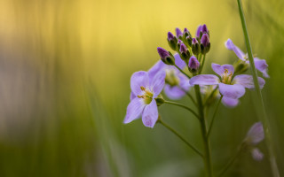 Closeup flower butterfly macro art - a blurry background of grass free wallpaper for desktop