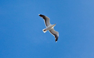 Seagull flying blue sky white 2 - free bird wallpaper