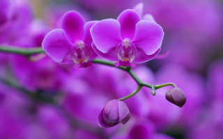 Purple flower bokeh macro stem - cheng shifa free wallpaper