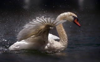 Swan water spread wings impressionist - graceful free wallpaper for desktop