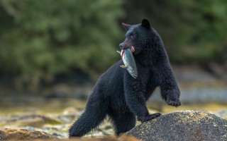 Black bear fish rock river - darrell riche free wallpaper