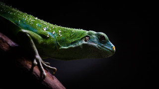 Green lizard holography macro animal - a green lizard free wallpaper for desktop