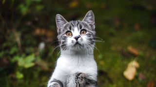 Surprised cat grass outdoors photorealistic - its hind leg free wallpaper