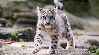 Snow leopard rocky outdoor photorealistic - a rocky area free wallpaper
