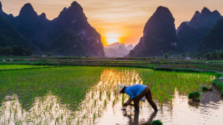 Woman ricefield sunset mountains outdoors - dai xi free wallpaper for desktop