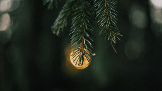 Pine branch light bulb microscopic - a light bulb free wallpaper for desktop